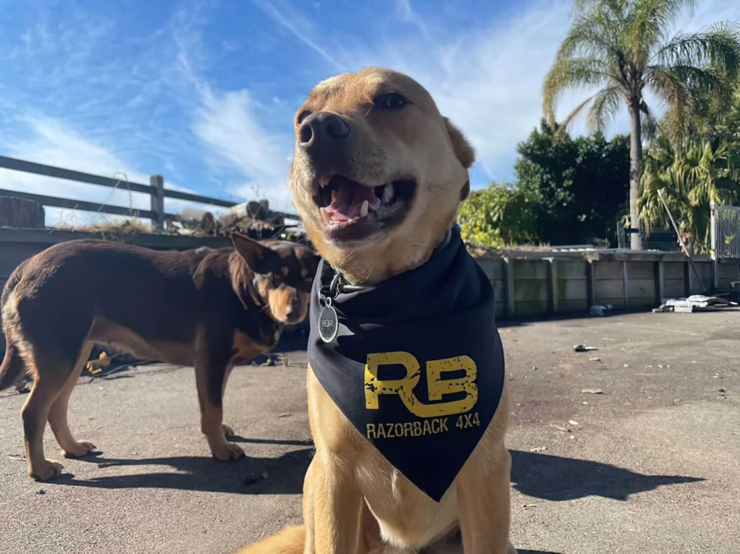 Dog bandana (In stock)