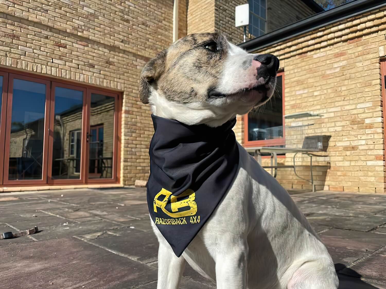 Dog bandana (In stock)