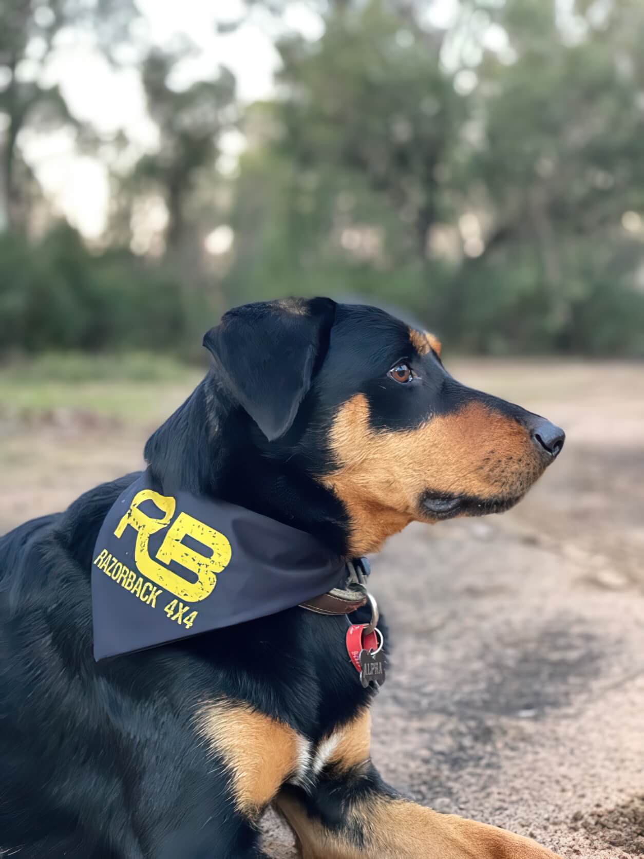 Dog bandana (In stock)